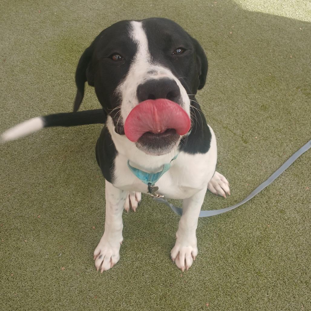 Enlarge Kalabar, a Adoptable mixed breed in Albuquerque, NM image 4/6