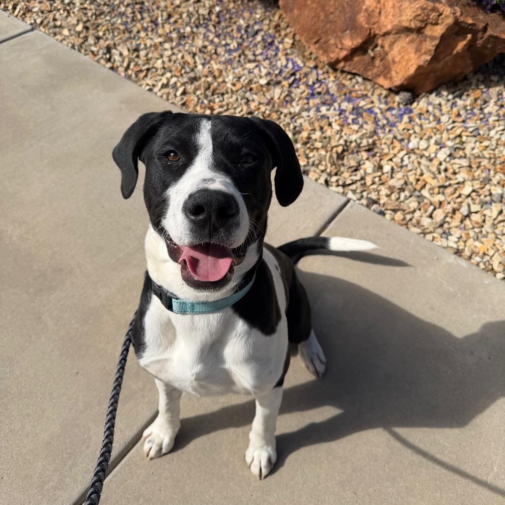 Enlarge Kalabar, a Adoptable mixed breed in Albuquerque, NM image 5/6