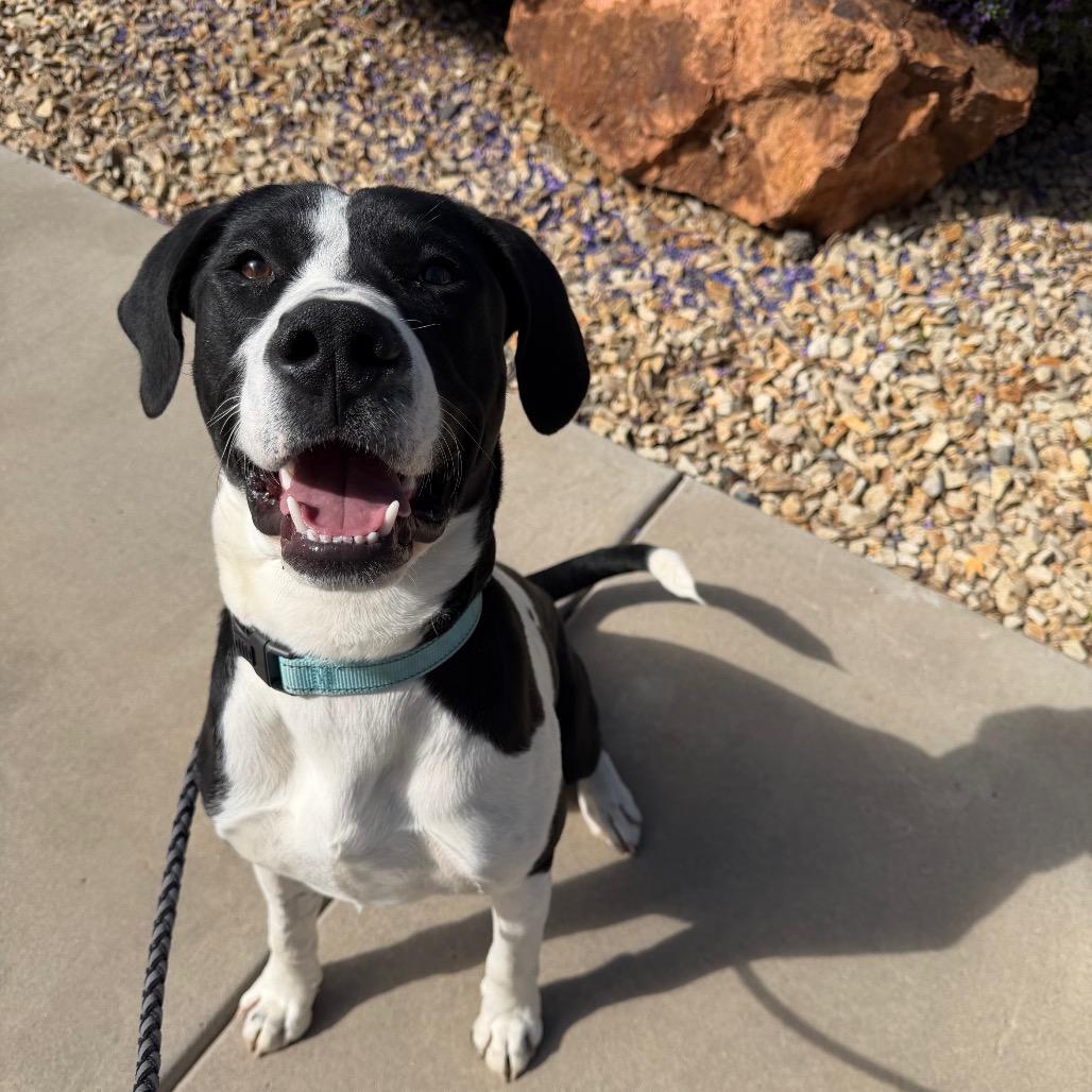 Enlarge Kalabar, a Adoptable mixed breed in Albuquerque, NM image 6/6