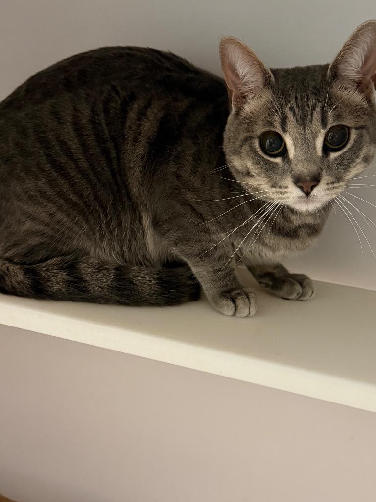 Enlarge Anchor, a Adoptable mixed breed in Cape Coral, FL image 1/1