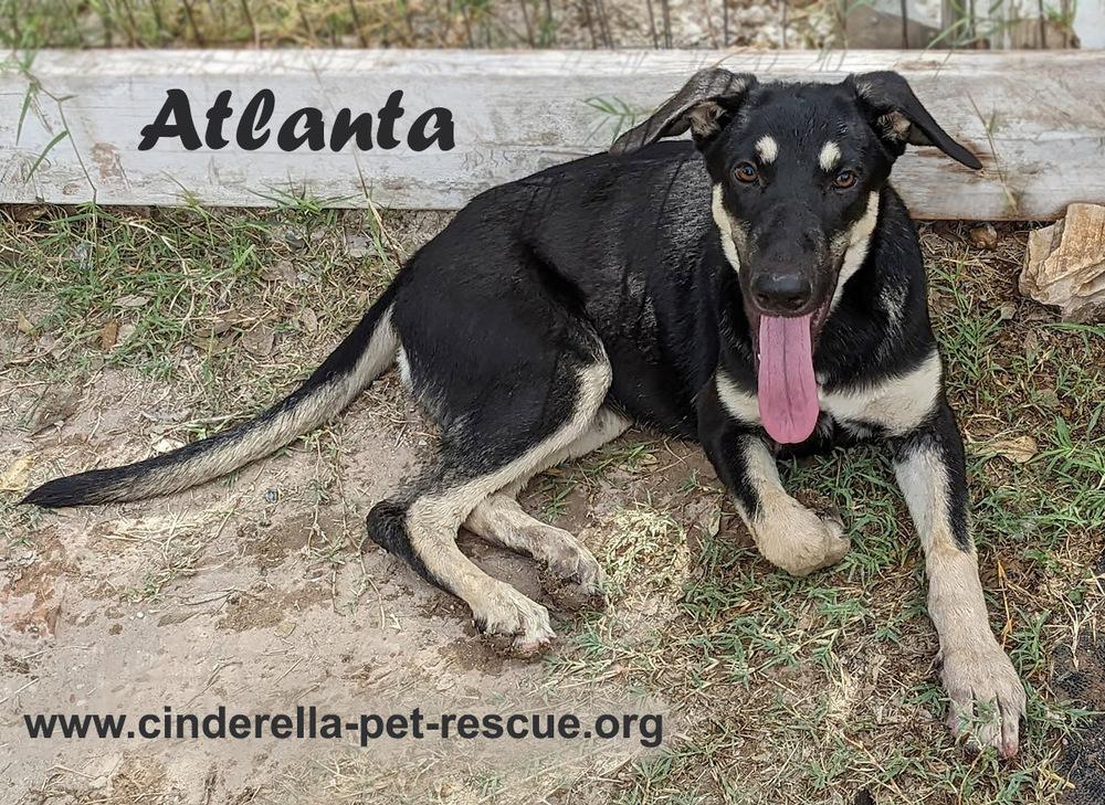 Enlarge Atlanta, a Adoptable mixed breed in Mission, TX image 3/4