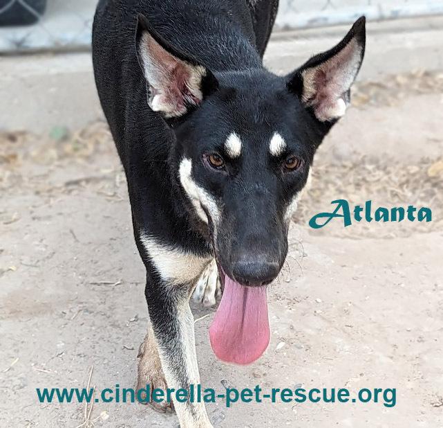 Atlanta, Adoptable, Puppy Female Shepherd & German Shepherd Dog.