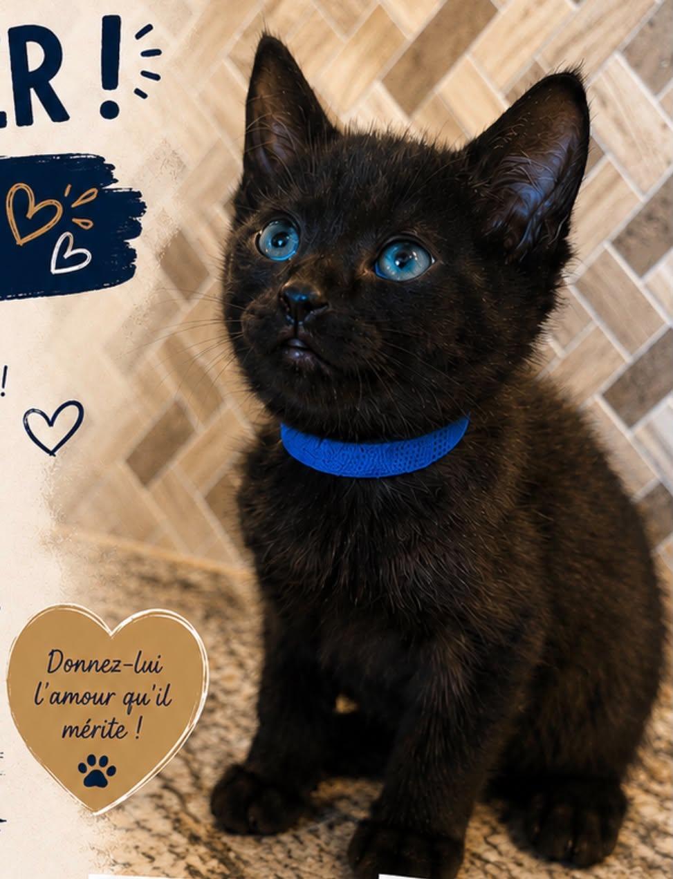 Corn, an adoptable Domestic Short Hair in Wakefield, QC image 2/2