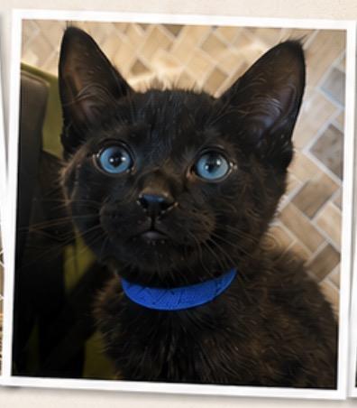 Corn, adoptable, Kitten Male Domestic Short Hair.