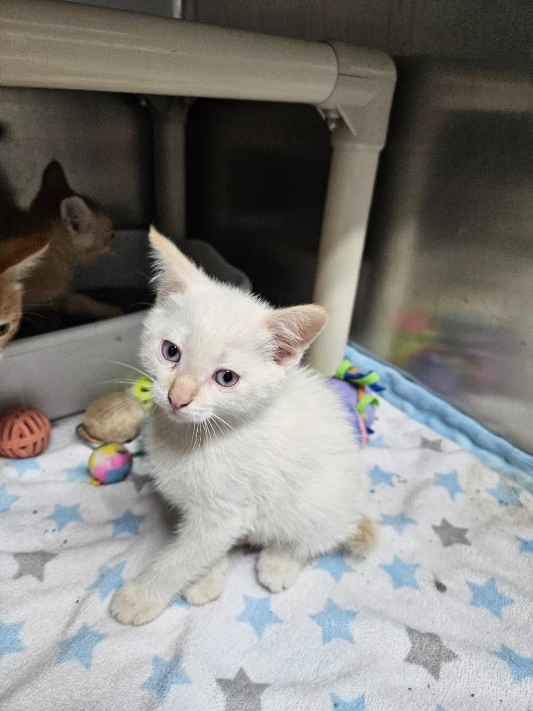 Paris, Adopted, Young Female Domestic Short Hair.