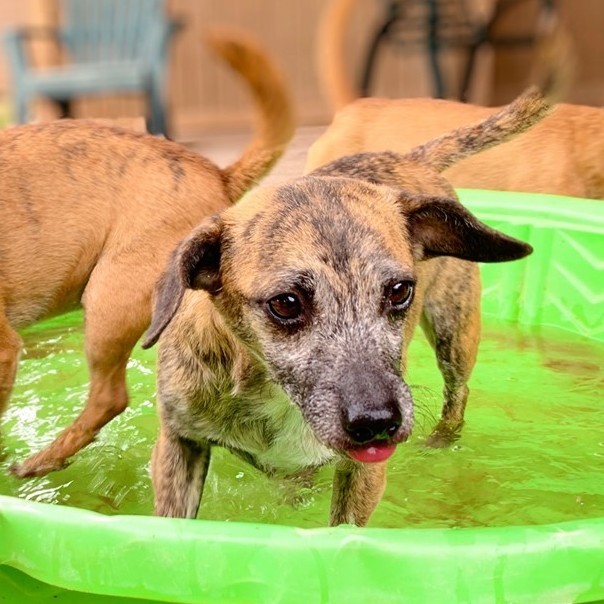 Olivia, a Adoptable mixed breed in Phoenix, AZ image 1/6