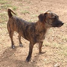 Olivia, a Adoptable mixed breed in Phoenix, AZ image 3/6