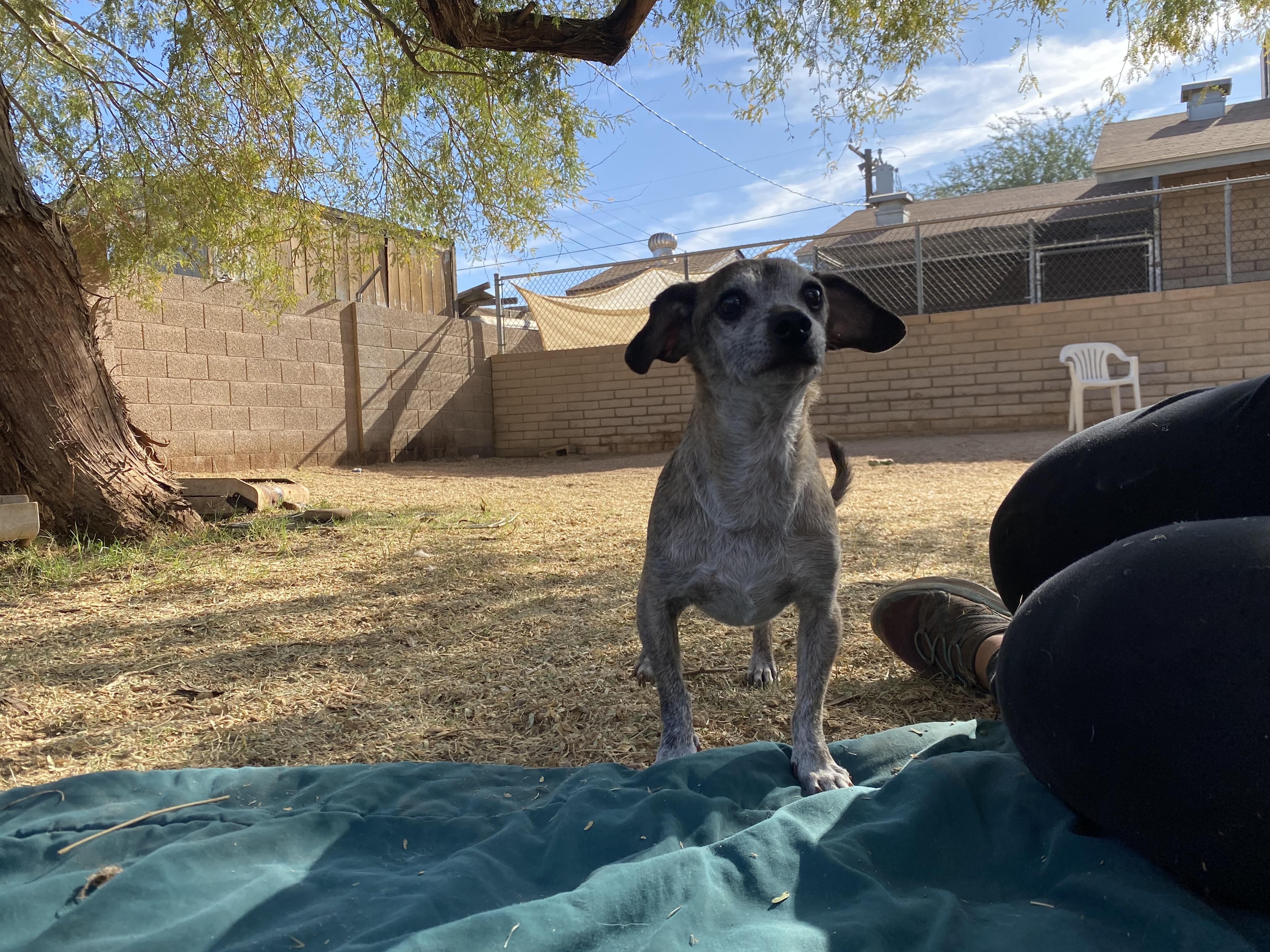 Olivia, a Adoptable mixed breed in Phoenix, AZ image 4/6