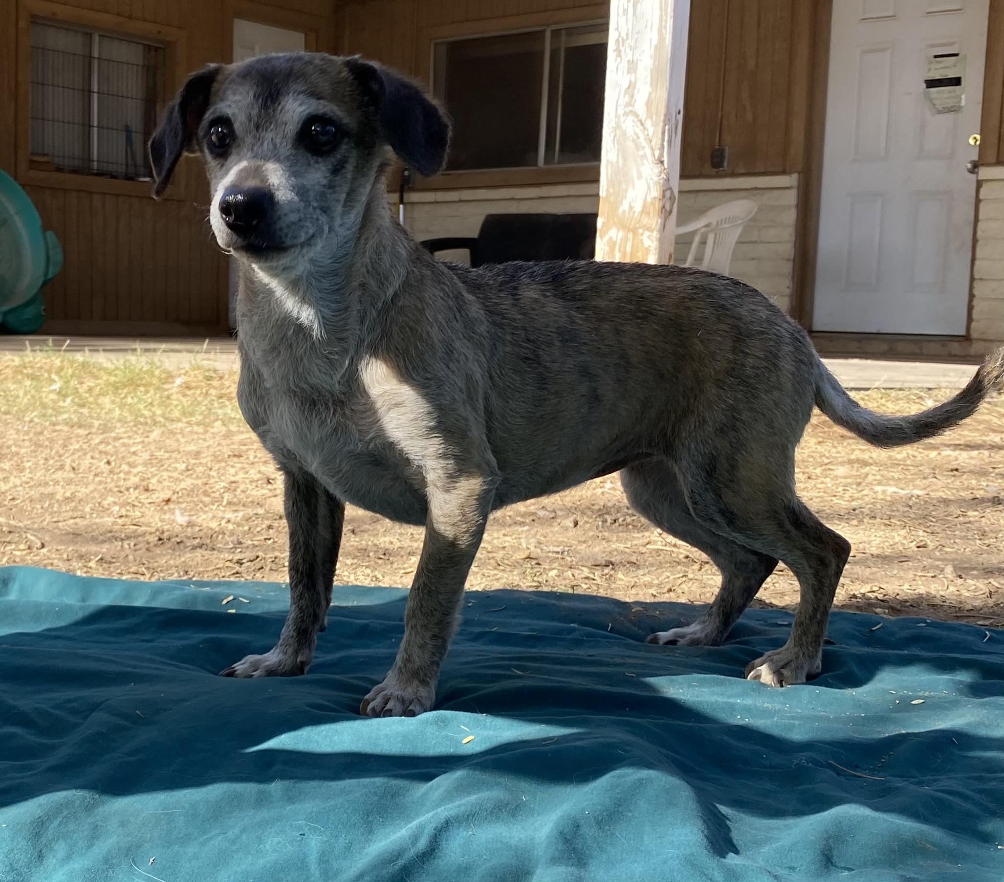 Olivia, a Adoptable mixed breed in Phoenix, AZ image 6/6