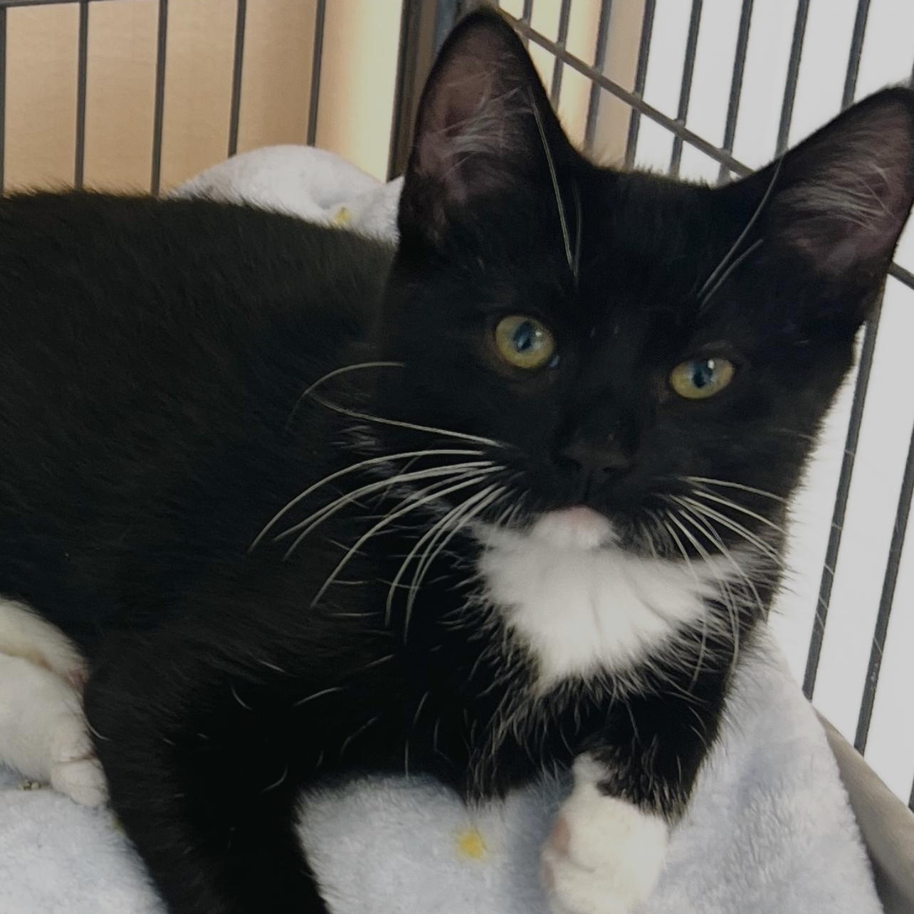 Enlarge King, an adopted Tuxedo in Altoona, PA image 1/1