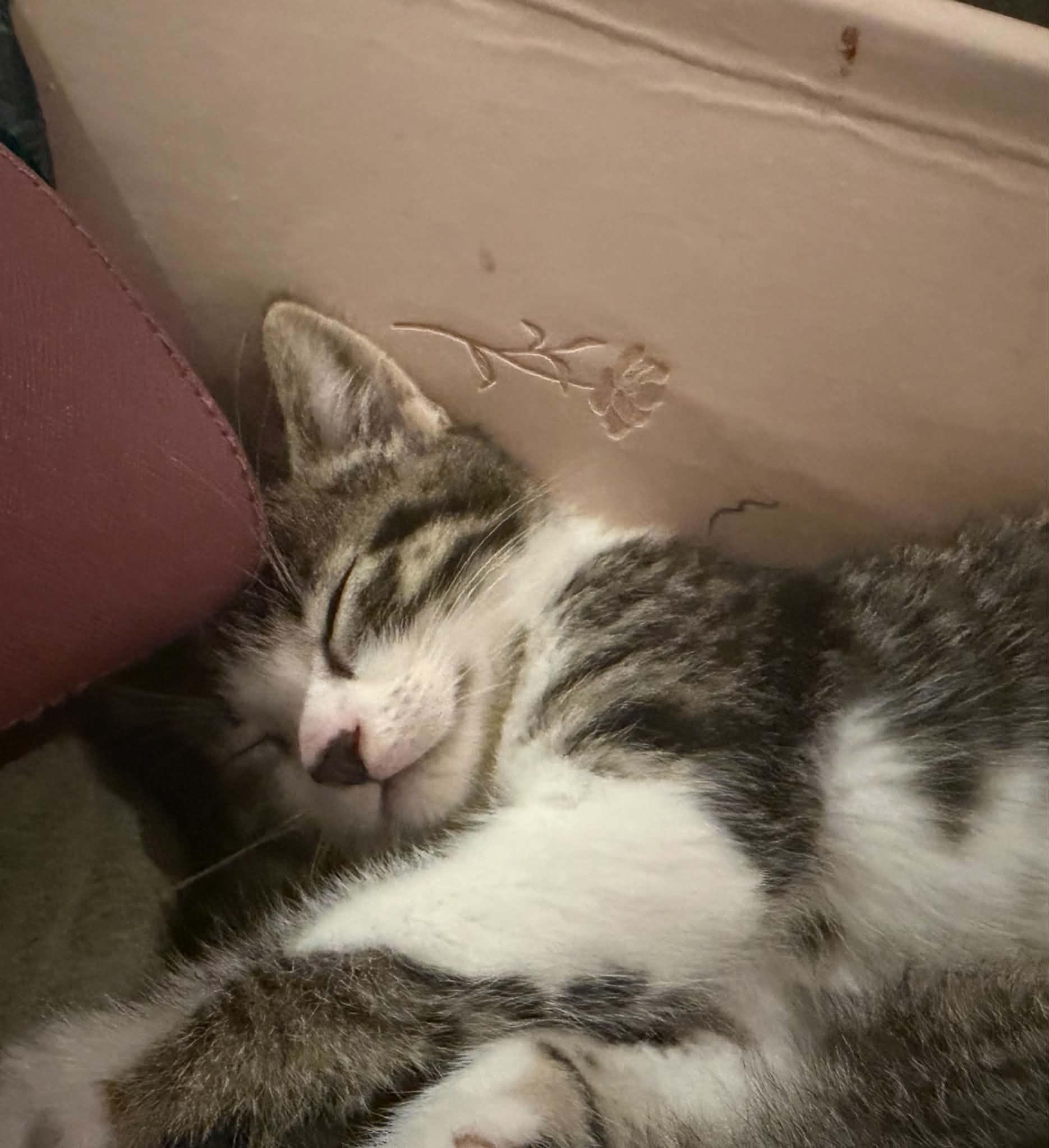 Morel, an adopted Domestic Short Hair in Wakefield, QC image 2/2