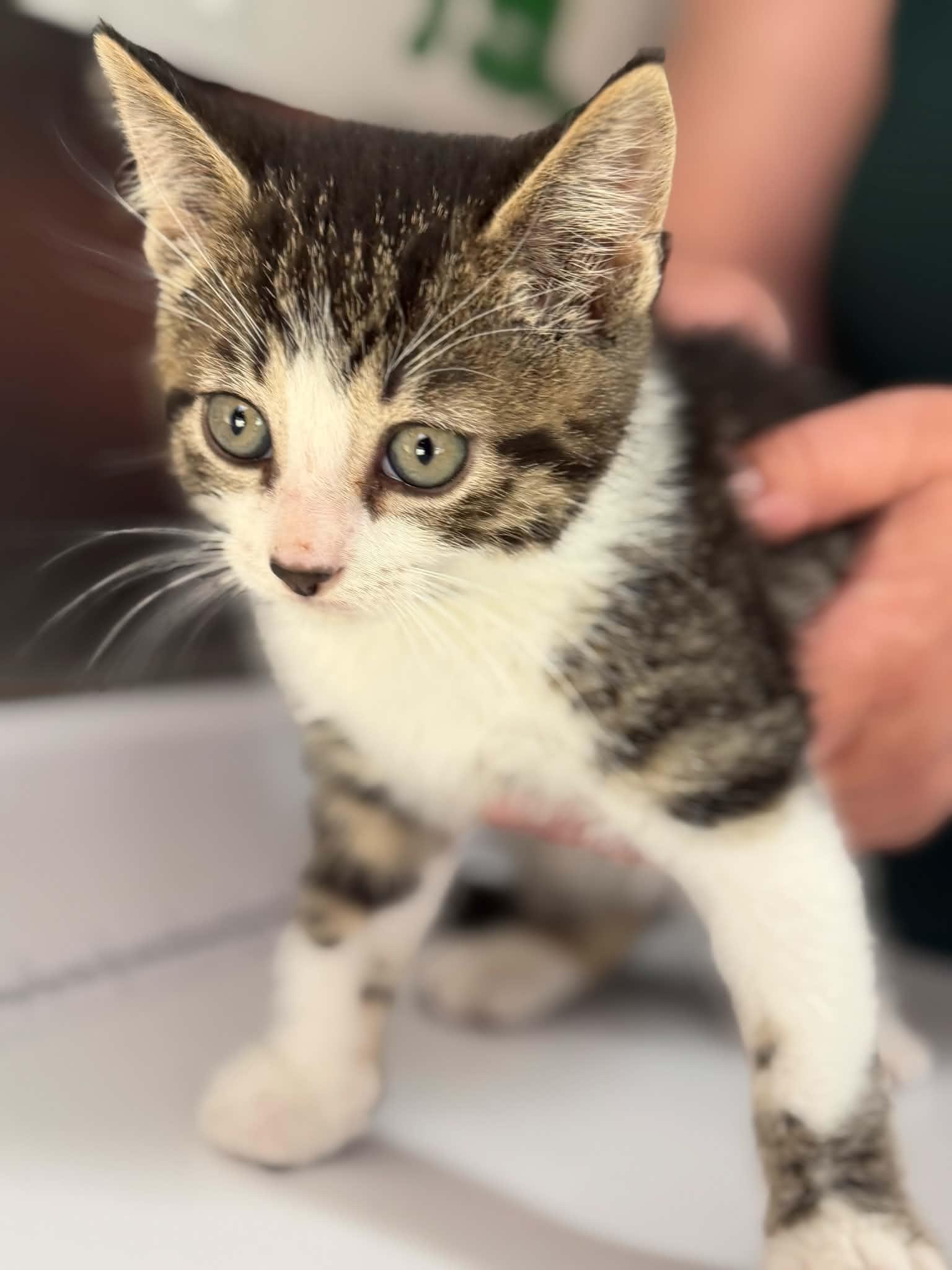 Morel, adopted, Kitten Male Domestic Short Hair.