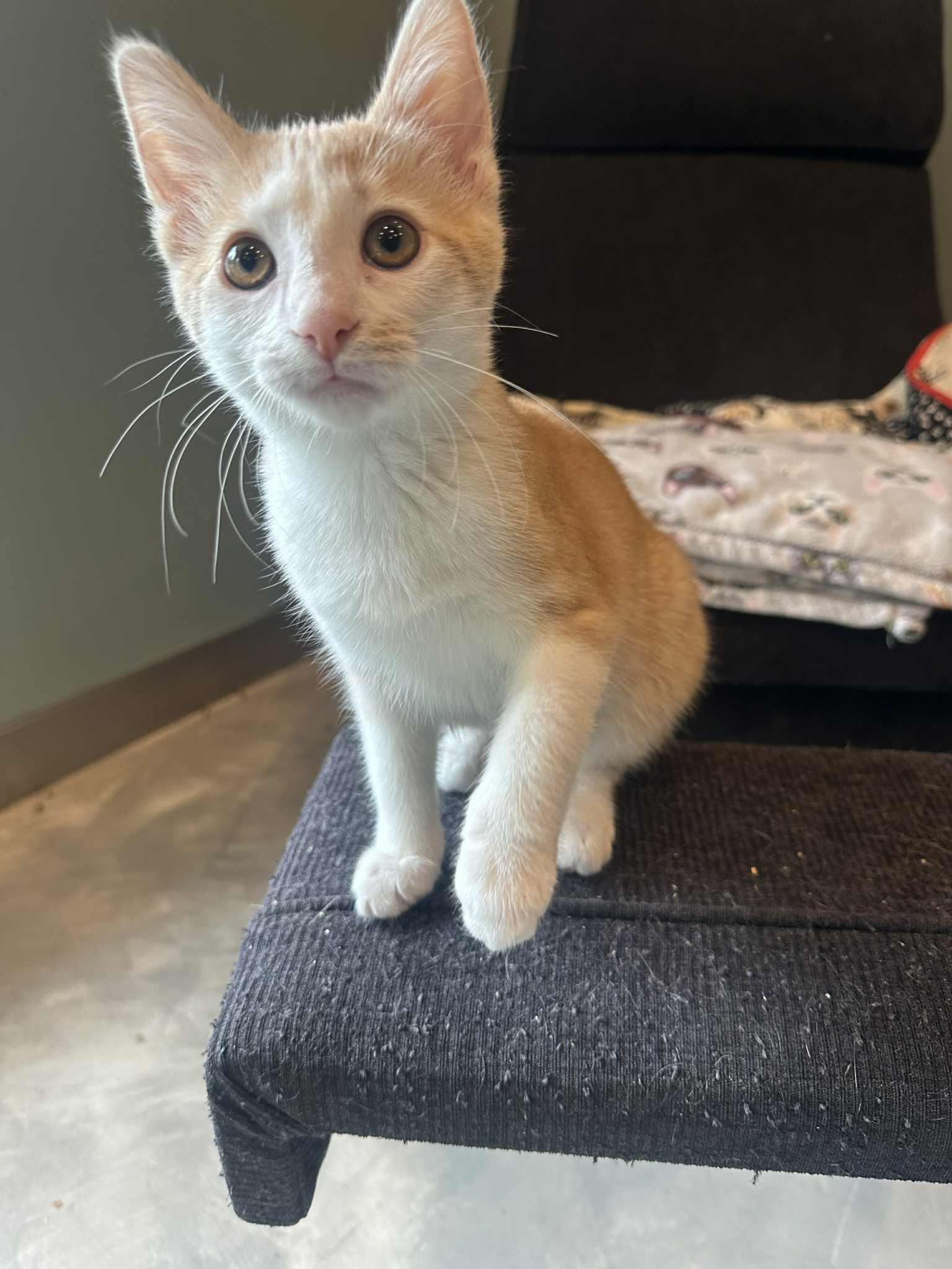 Benedicta thumbnail 2