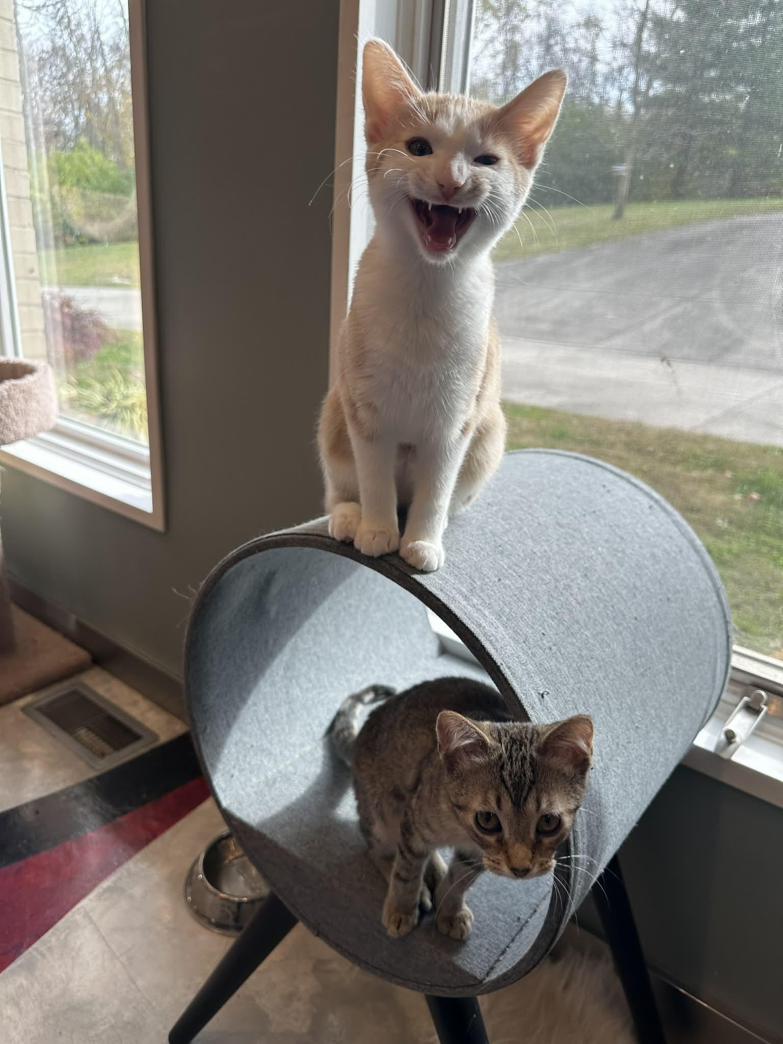 Benedicta thumbnail 3