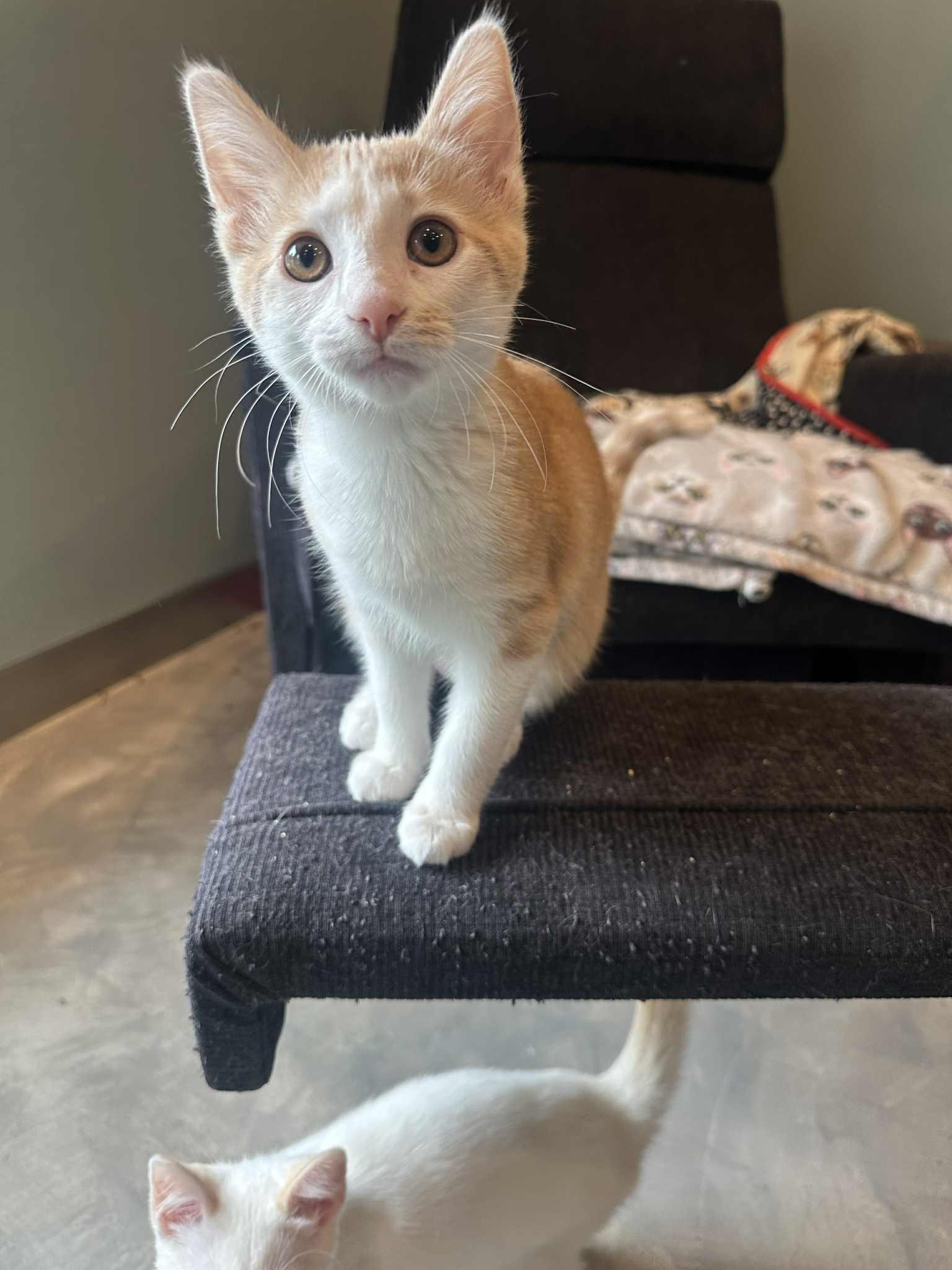 Benedicta thumbnail 4