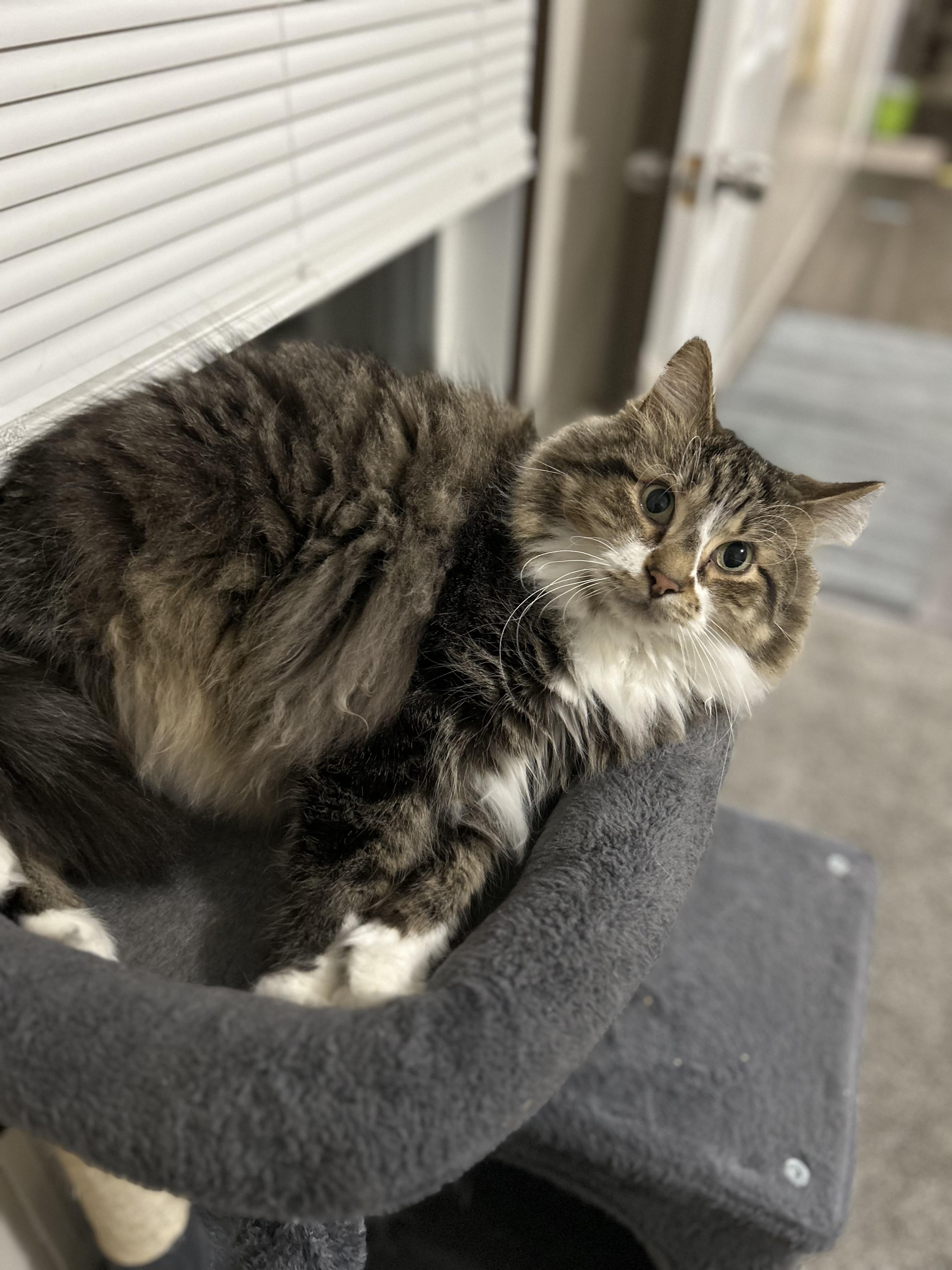 Enlarge Hobbes, a Adoptable Domestic Long Hair in Walker, MI image 1/6