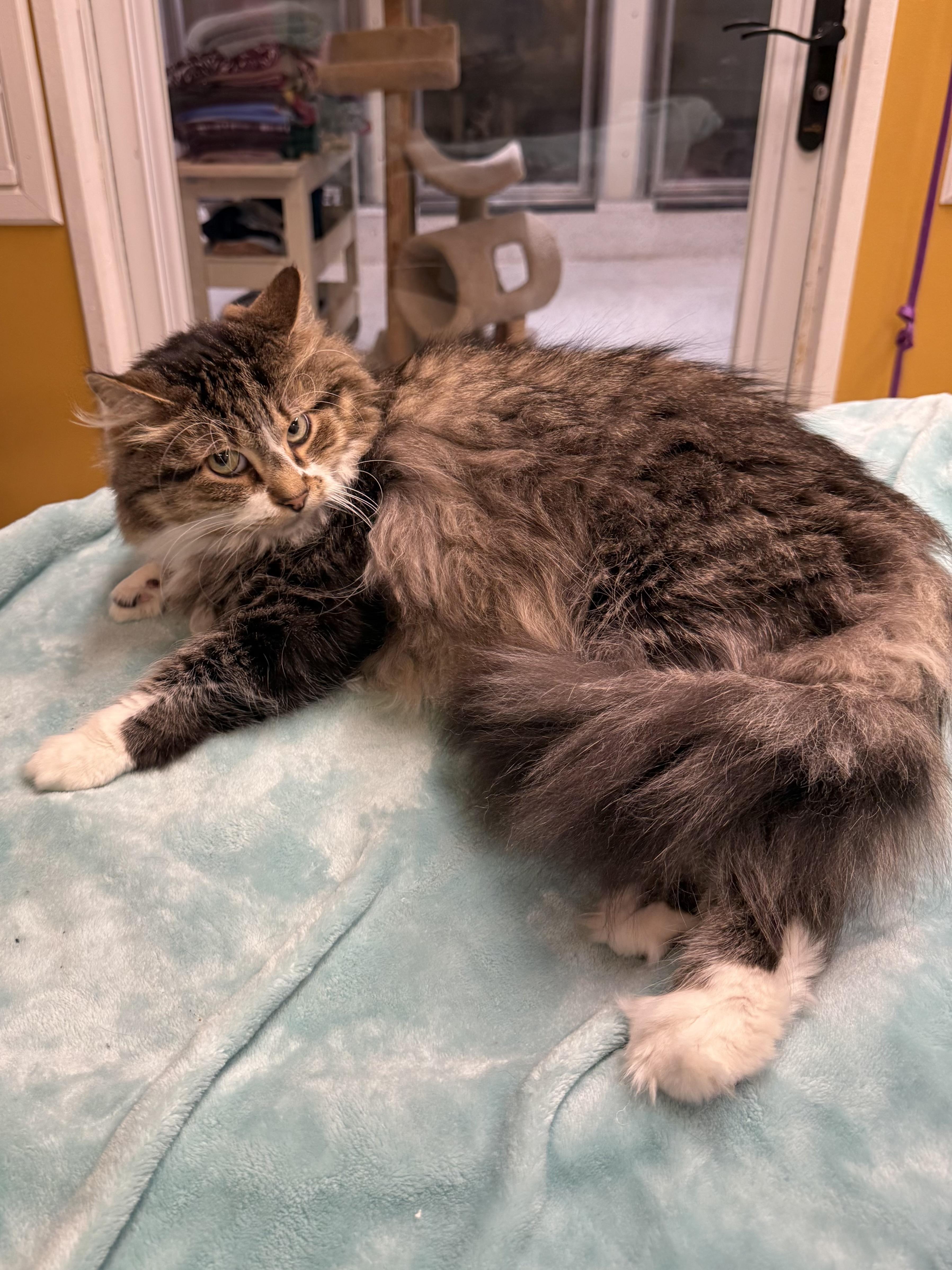 Enlarge Hobbes, a Adoptable Domestic Long Hair in Walker, MI image 5/6