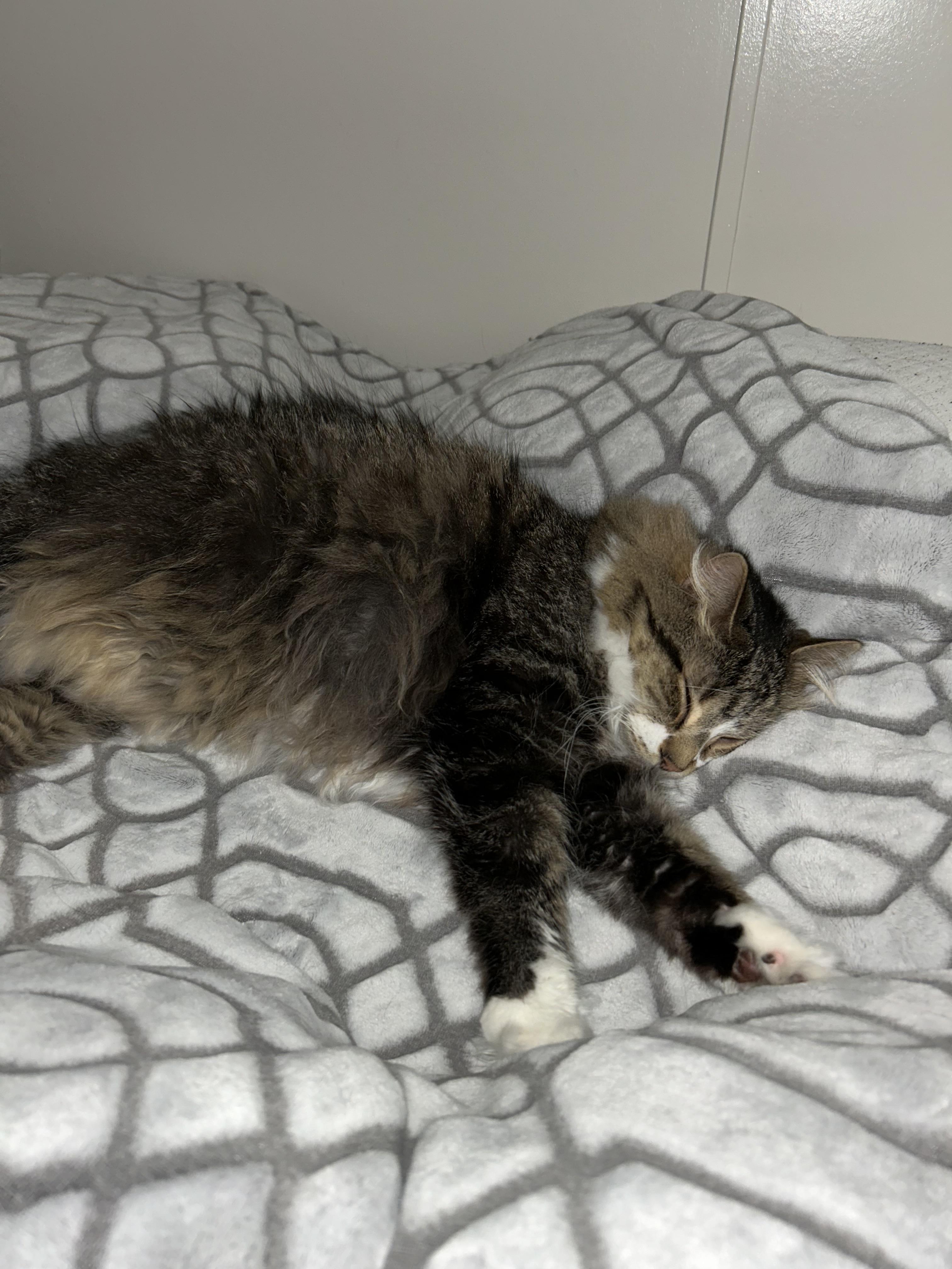 Enlarge Hobbes, a Adoptable Domestic Long Hair in Walker, MI image 2/6