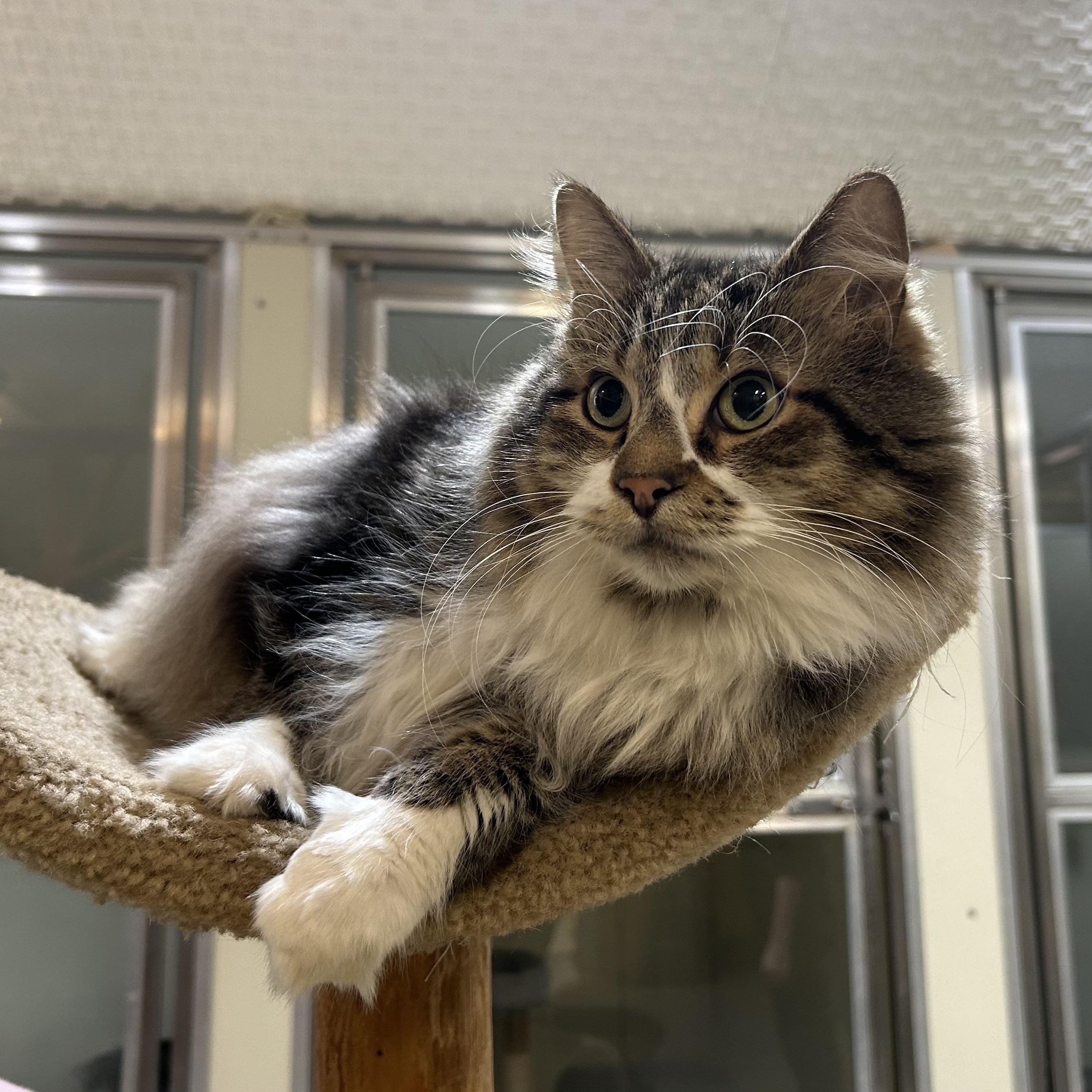Enlarge Hobbes, a Adoptable Domestic Long Hair in Walker, MI image 4/6