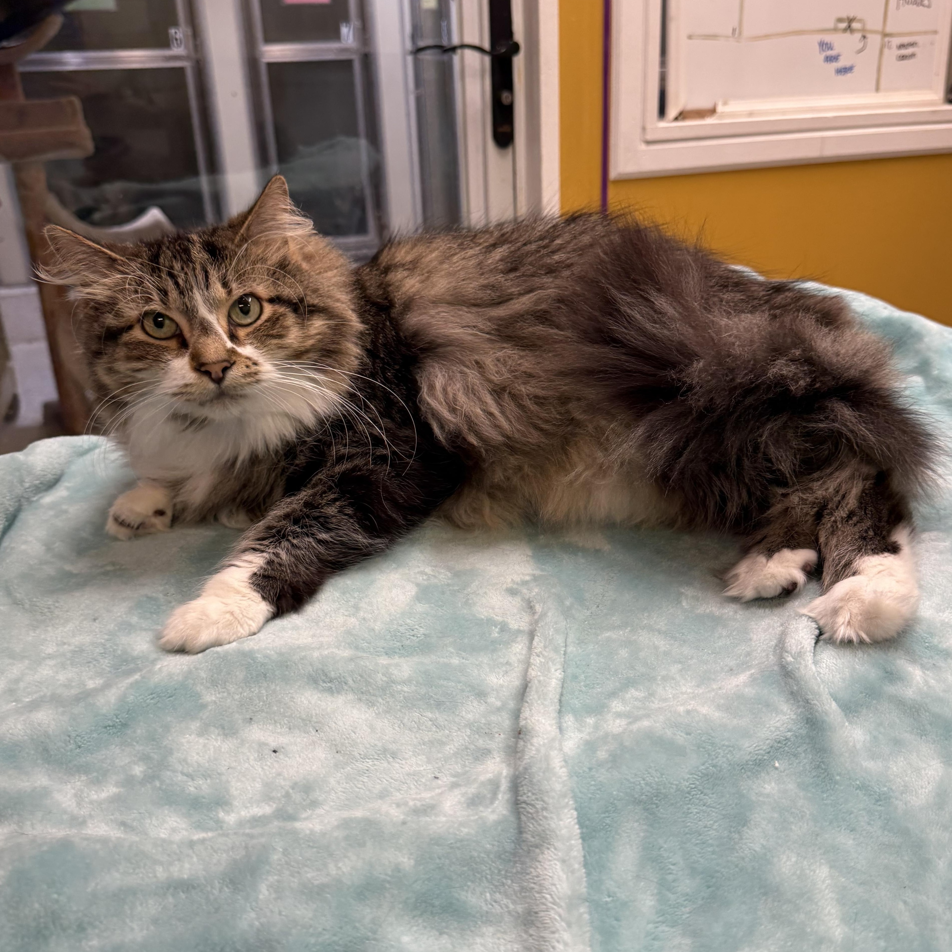 Enlarge Hobbes, a Adoptable Domestic Long Hair in Walker, MI image 6/6