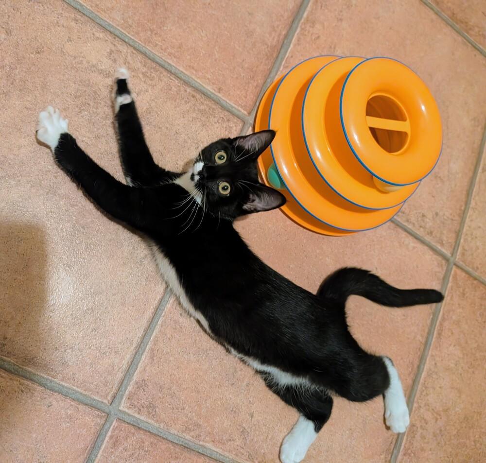 Tippy, Adoptable, Kitten Female Domestic Short Hair.