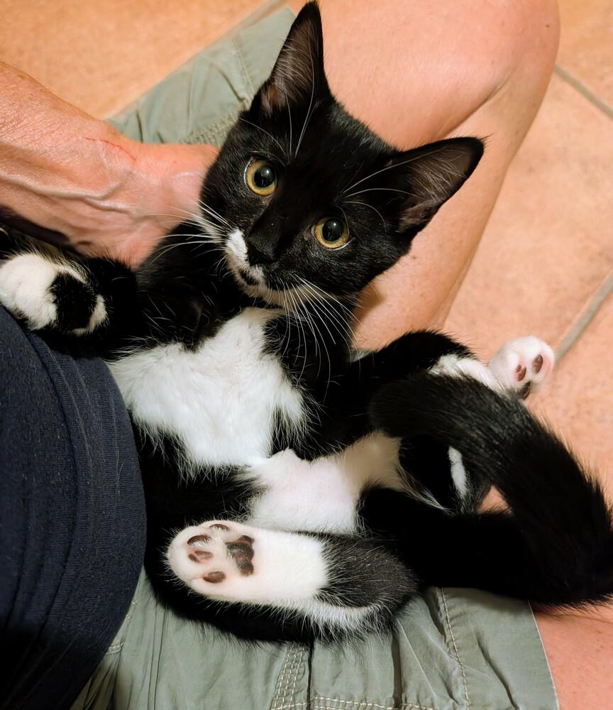 Enlarge Tippy, a Adoptable Domestic Short Hair in Louisa, VA image 2/2