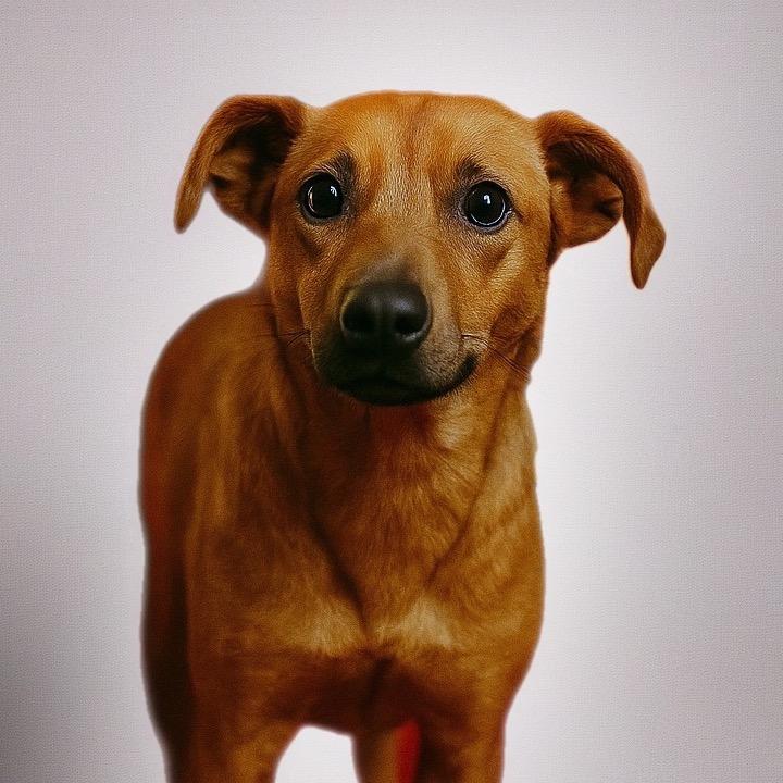 Enlarge Ginger, a Adoptable Mixed Breed in Kokomo, IN image 1/2