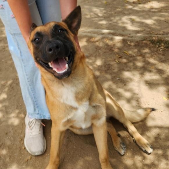 Niko, a ADOPTABLE mixed breed in Camp Pendleton, CA image 6/6