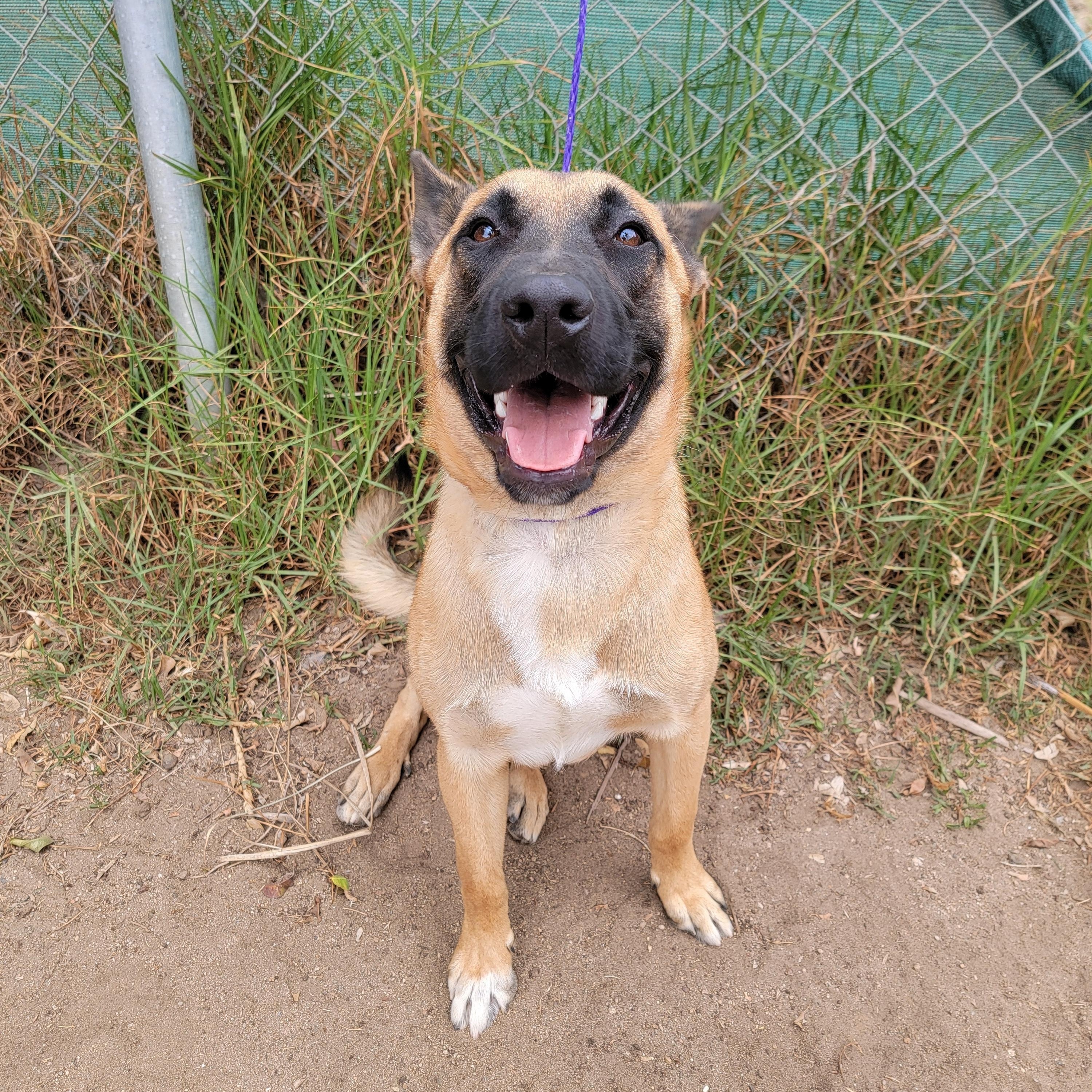 Niko, a ADOPTABLE mixed breed in Camp Pendleton, CA image 3/6