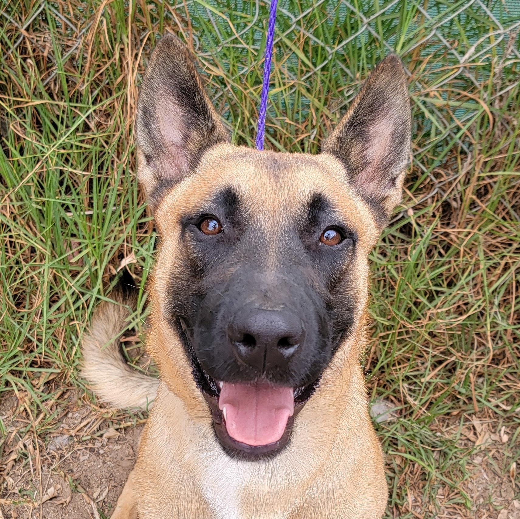 Niko, a ADOPTABLE mixed breed in Camp Pendleton, CA image 1/6