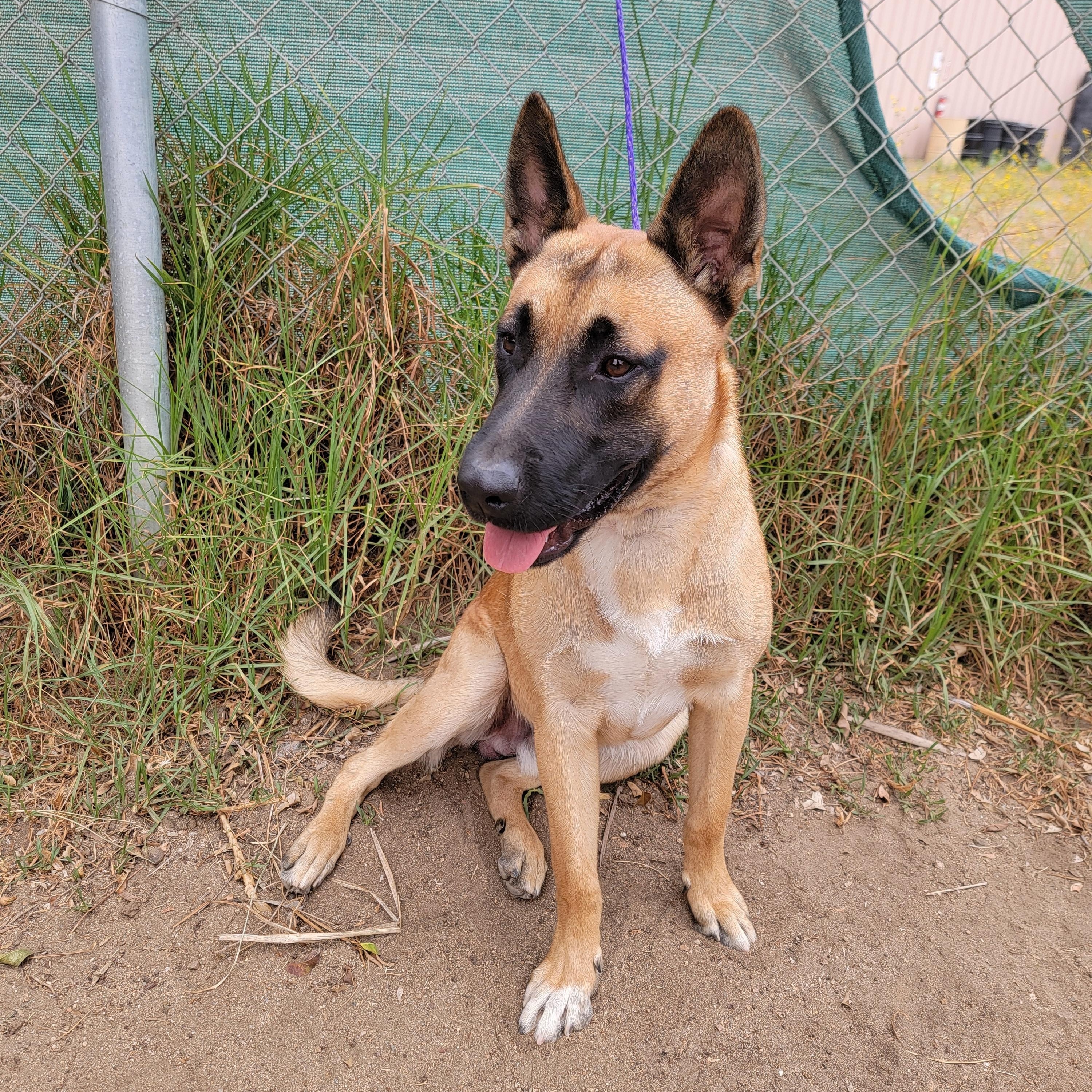 Niko, a ADOPTABLE mixed breed in Camp Pendleton, CA image 4/6