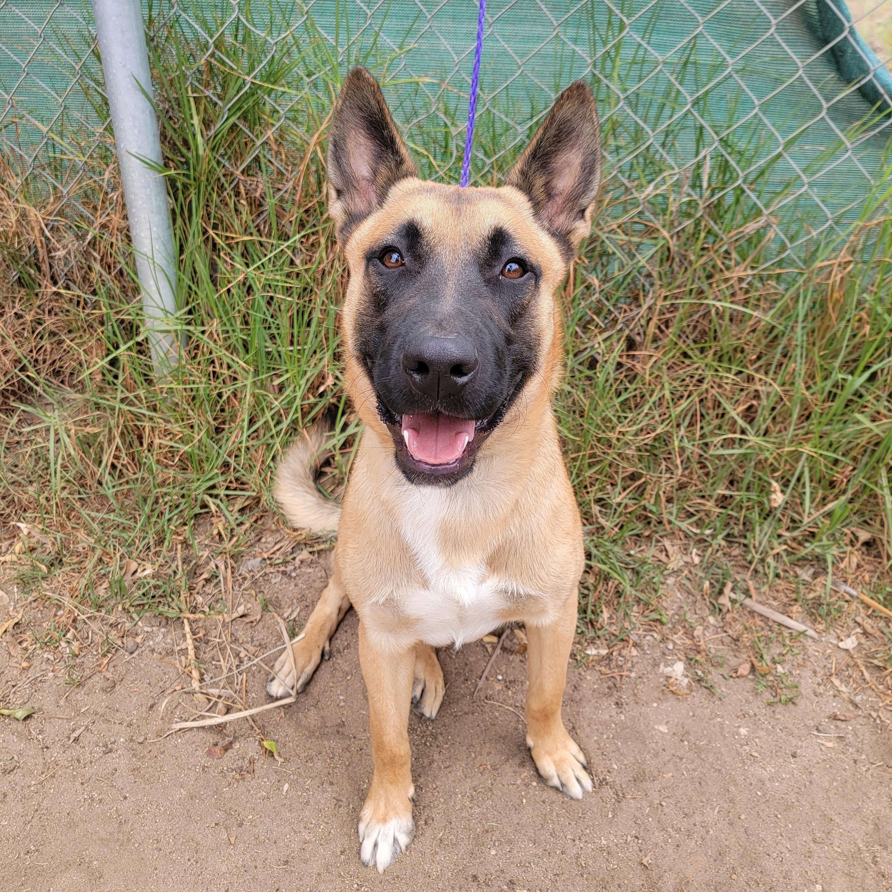 Niko, a ADOPTABLE mixed breed in Camp Pendleton, CA image 2/6