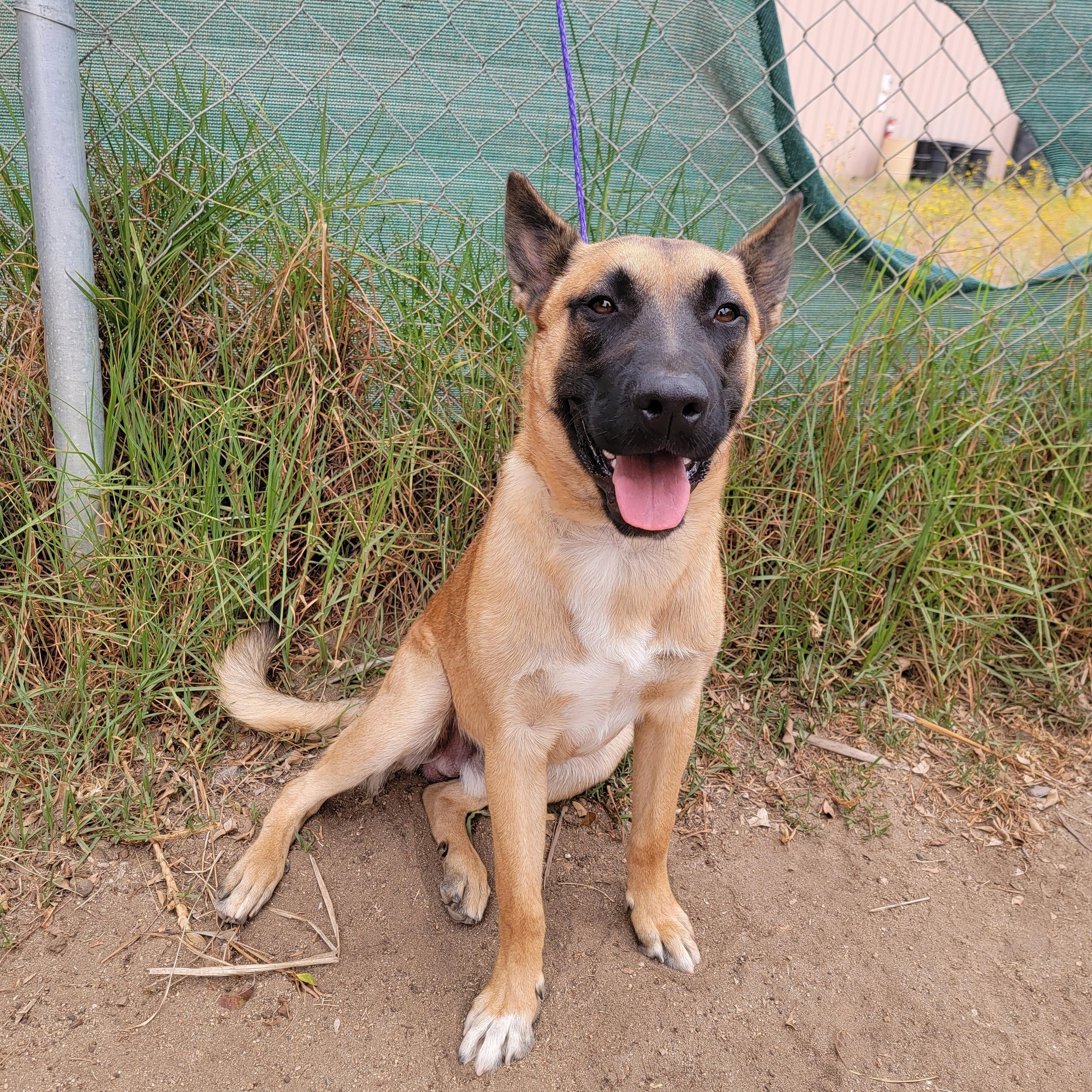 Niko, a ADOPTABLE mixed breed in Camp Pendleton, CA image 5/6