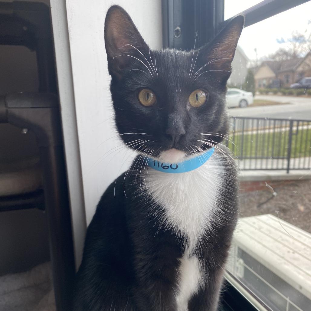 Enlarge Hoka, a Adoptable Domestic Short Hair in Winston Salem, NC image 1/5