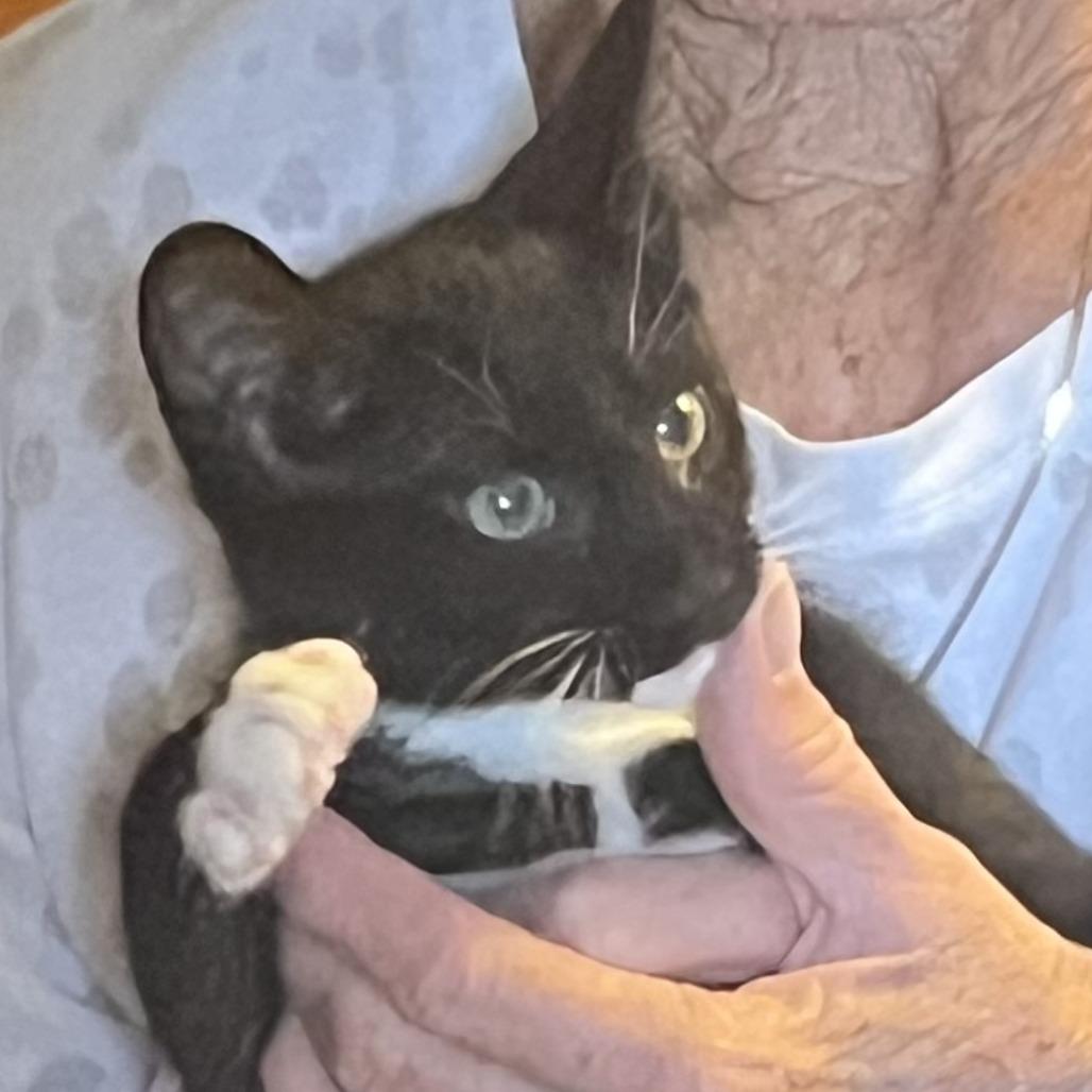 Hoka, Adoptable, Kitten Male Domestic Short Hair.