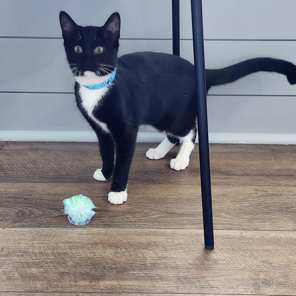 Enlarge Hoka, a Adoptable Domestic Short Hair in Winston Salem, NC image 3/5