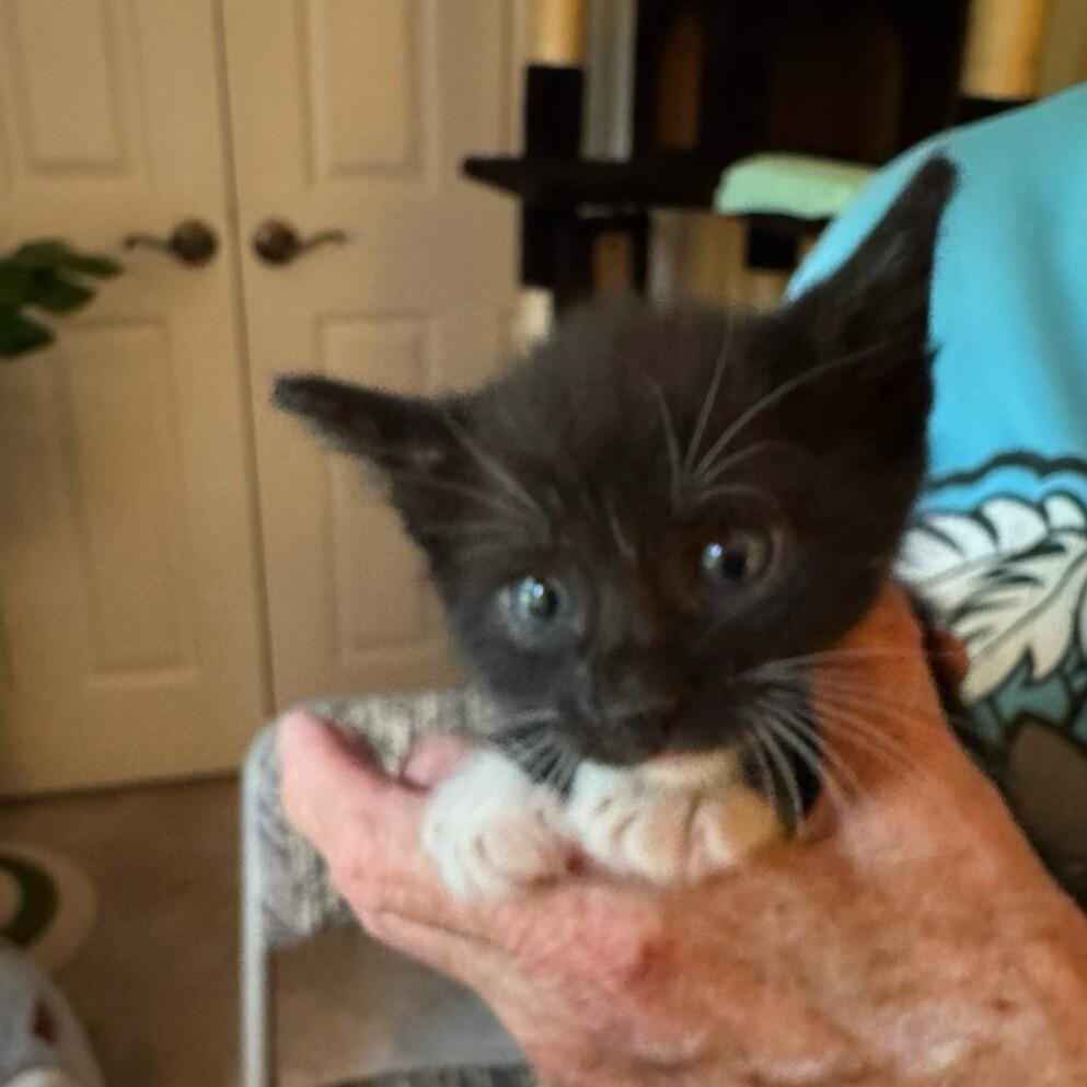 Enlarge Hoka, a Adoptable Domestic Short Hair in Winston Salem, NC image 4/5