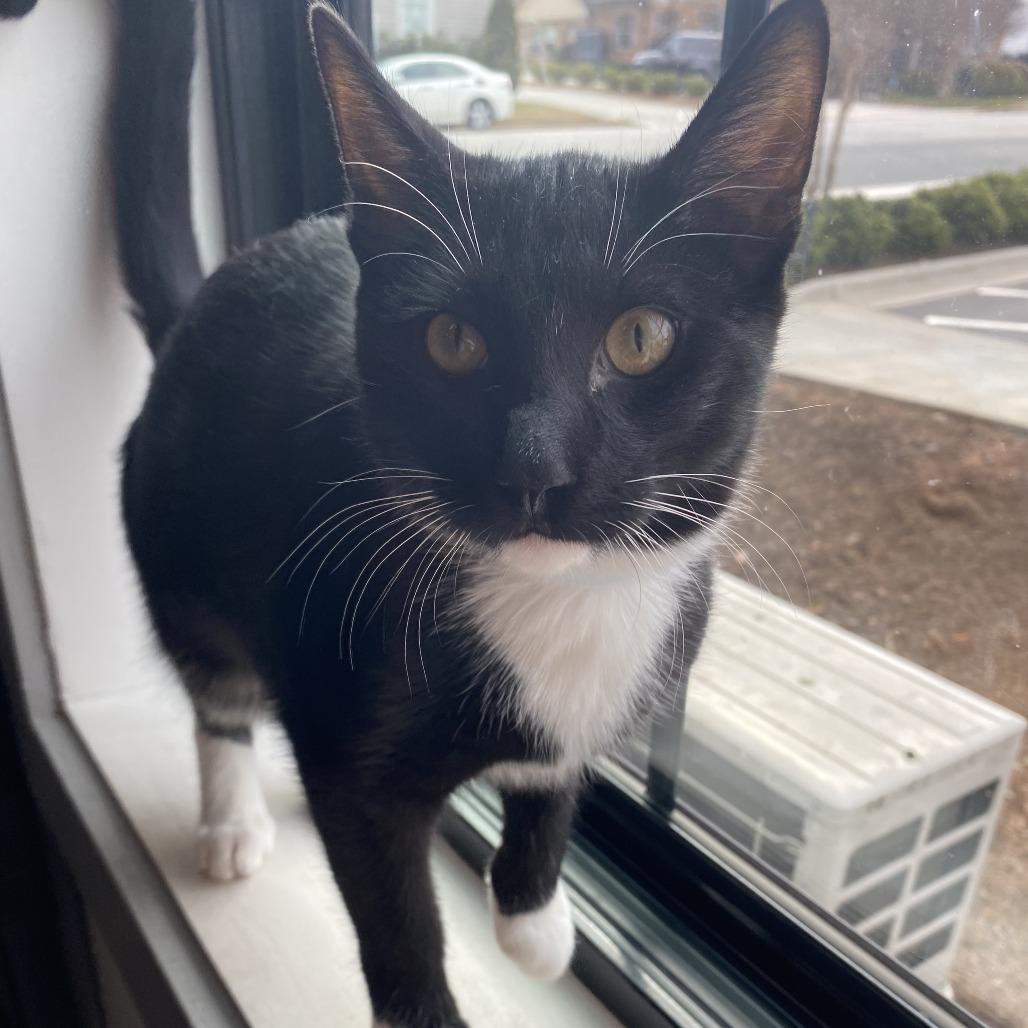 Enlarge Hoka, a Adoptable Domestic Short Hair in Winston Salem, NC image 5/5