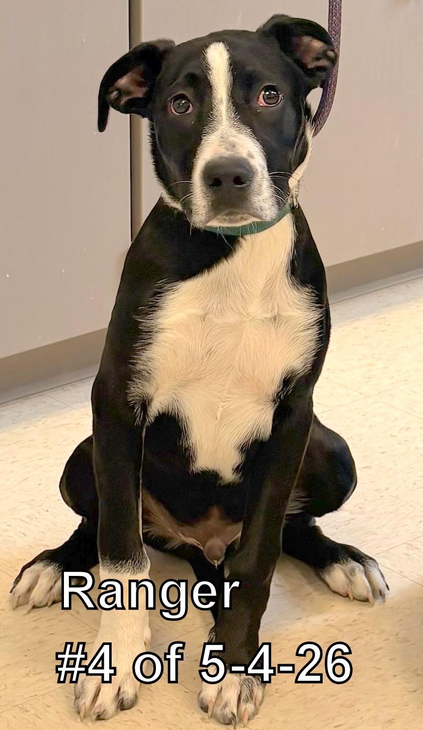 Enlarge Ranger 4 of 5-14-26, a ADOPTABLE mixed breed in Gaylord, MI image 1/1