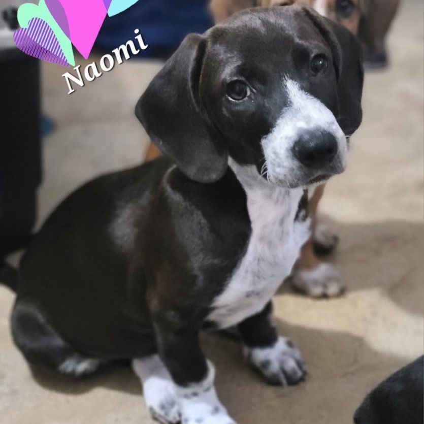 Naomi, an adoptable Basset Hound, Beagle in Barranquitas, PR, 00794 | Photo Image 2
