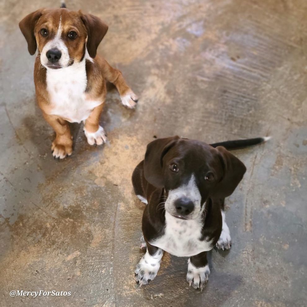 Naomi, an adoptable Basset Hound, Beagle in Barranquitas, PR, 00794 | Photo Image 3