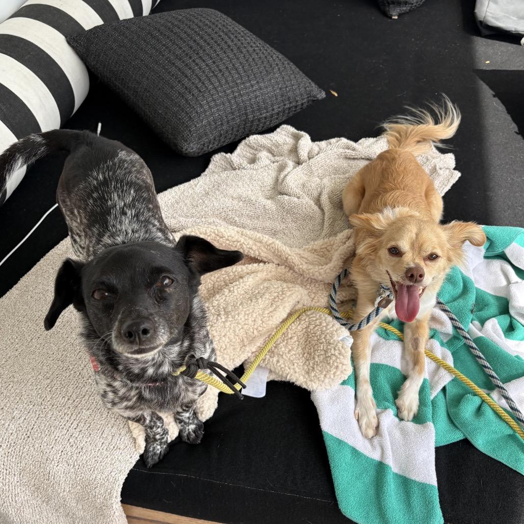 Trendy, a Adoptable mixed breed in Los Angeles, CA image 1/6