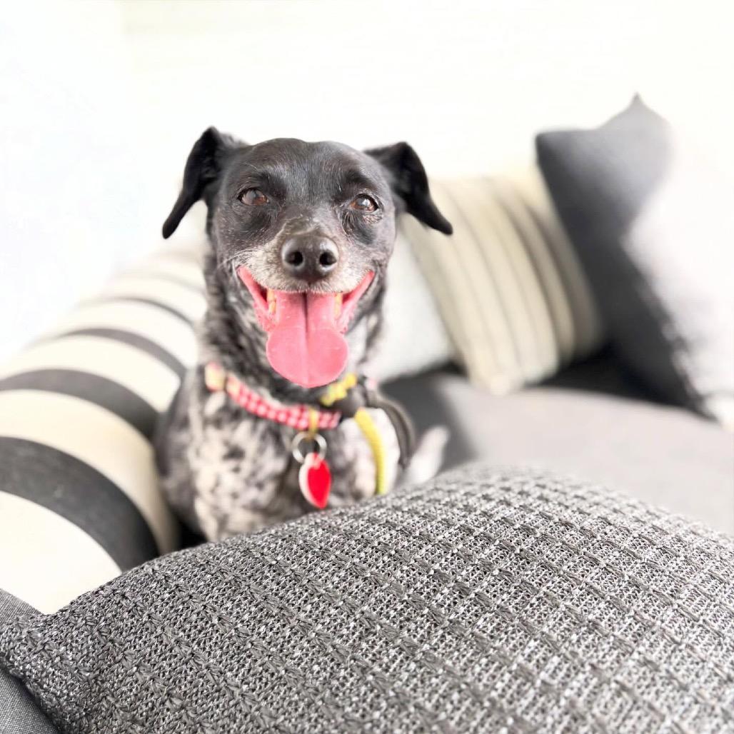 Trendy, a Adoptable mixed breed in Los Angeles, CA image 2/6