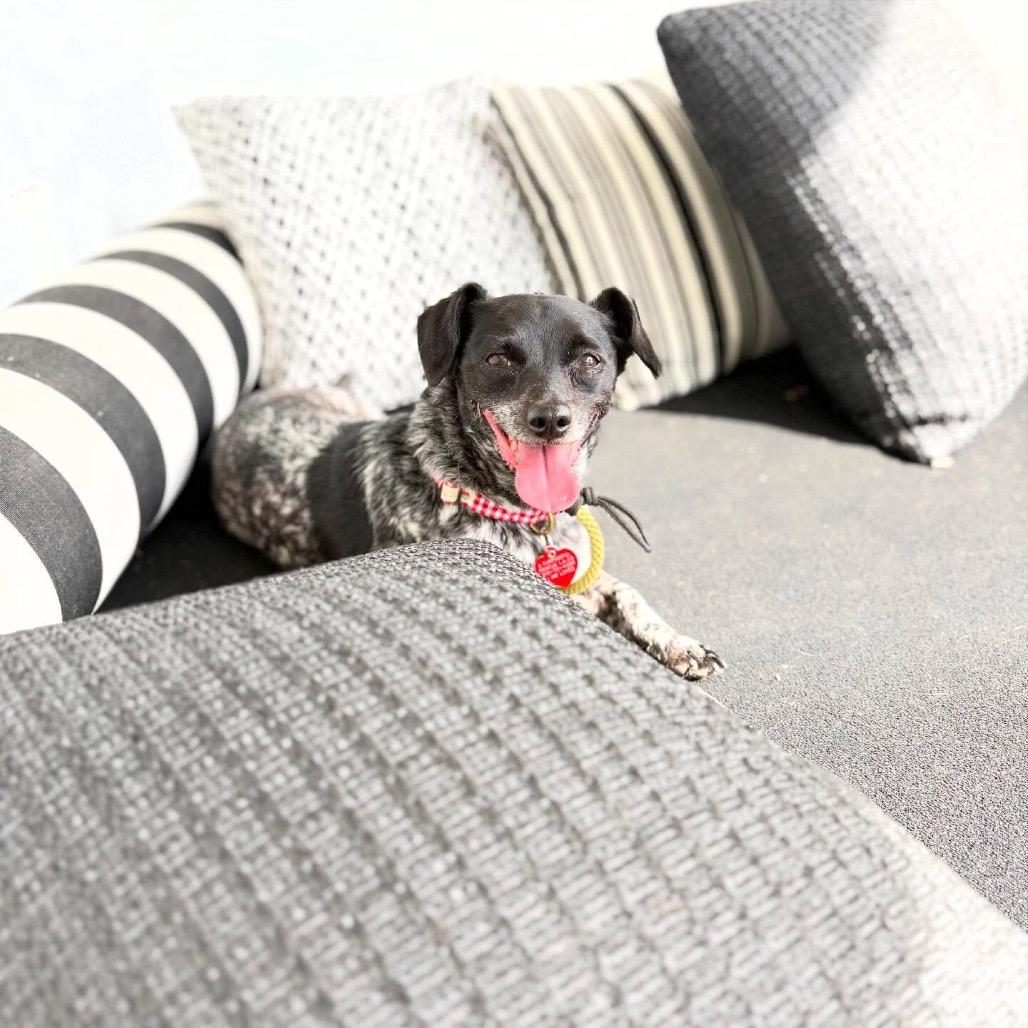Trendy, a Adoptable mixed breed in Los Angeles, CA image 3/6
