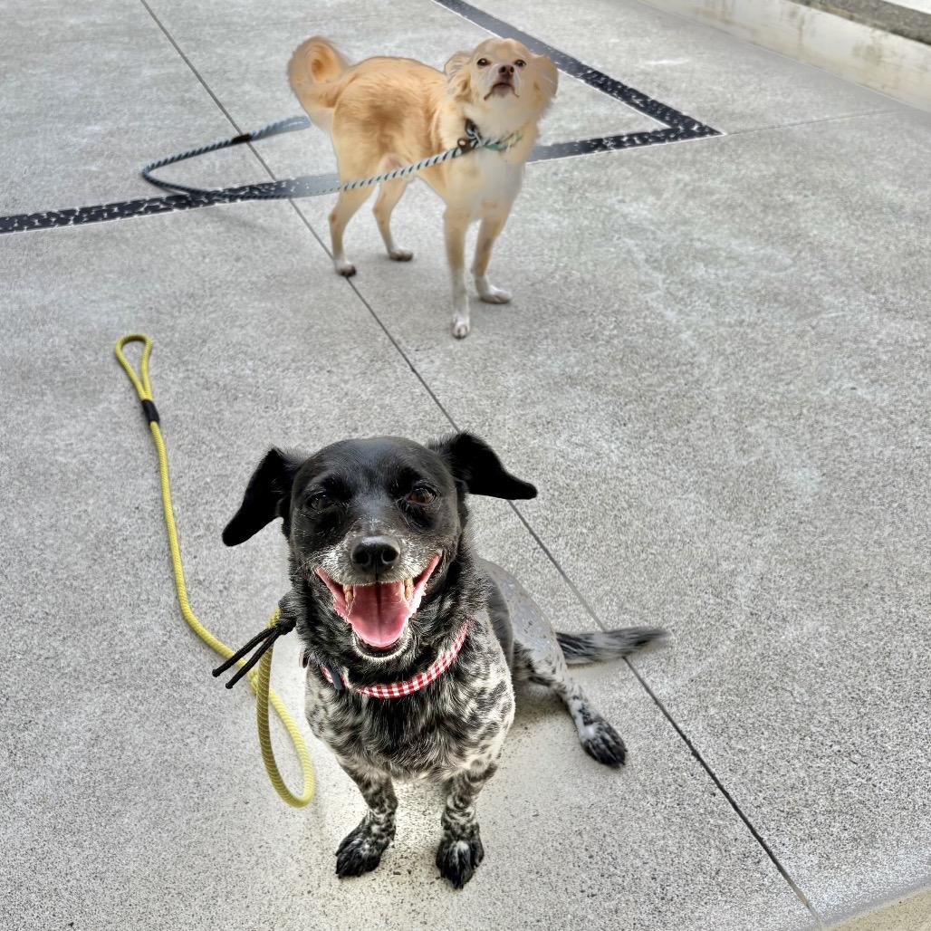 Trendy, a Adoptable mixed breed in Los Angeles, CA image 4/6