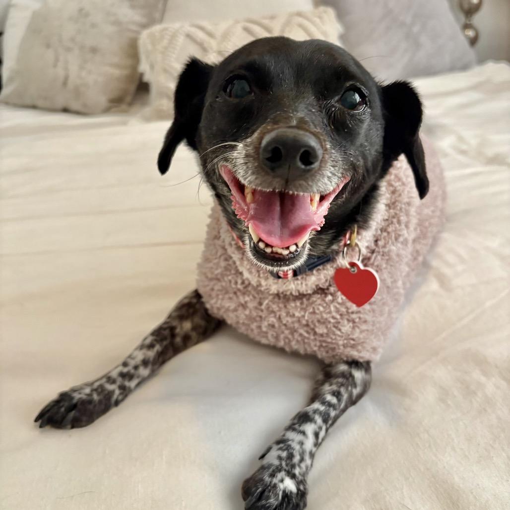 Trendy, a Adoptable mixed breed in Los Angeles, CA image 5/6