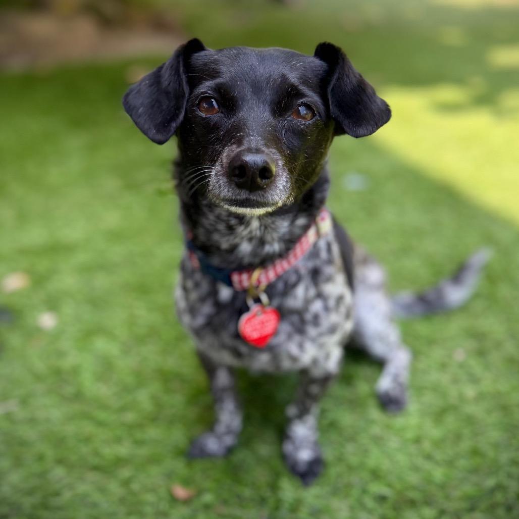 Trendy, a Adoptable mixed breed in Los Angeles, CA image 6/6