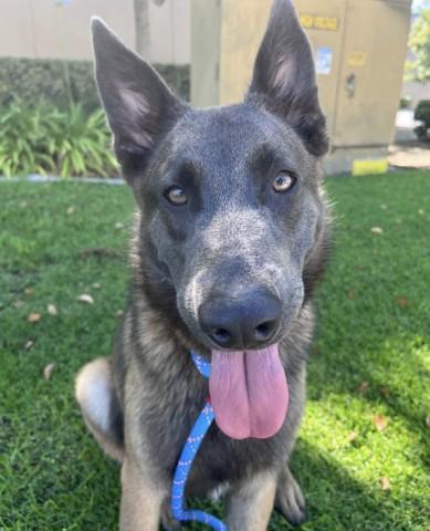Enlarge GEN, a Adoptable Belgian Shepherd / Malinois in Redlands, CA image 1/1