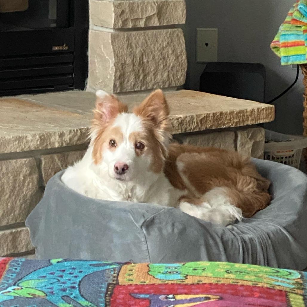 Dolly, Adoptable, Senior Female Border Collie.