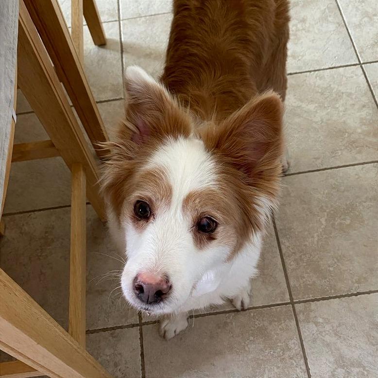 Dolly, a Adoptable Border Collie in Murray, UT image 2/3